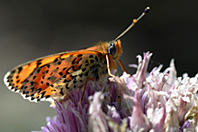 Melitaea sp. Melitaea sp.